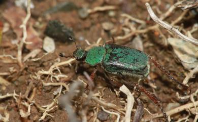 Hoplia 長腳金龜屬