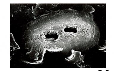 Helicosphaera carteri 卡特螺旋球藻