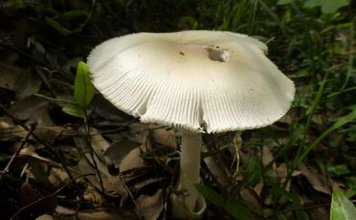 Amanita