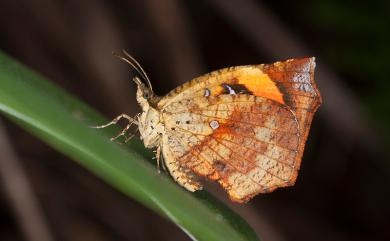 Pterodecta felderi (Bremer, 1864) 錨紋蛾