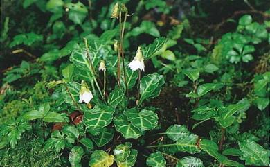 Shortia rotundifolia var. rotundifolia (Maxim.) Makino 倒卵葉裂緣花