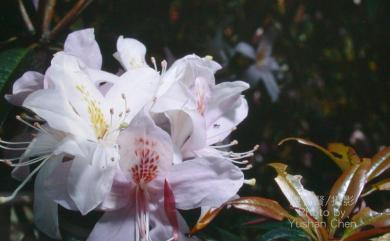 Rhododendron leptosanthum Hayata 西施花