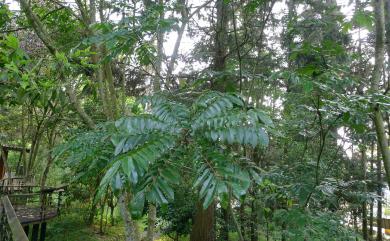 Meliosma rhoifolia 山豬肉