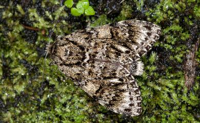 Pheosiopsis cinerea formosana (Okano, 1959) 喜夙舟蛾