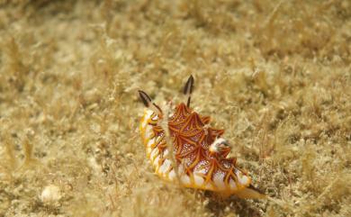 Halgerda tessellata (Bergh, 1880) 鑲嵌盤海牛