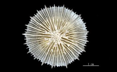 Stephanocyathus regius Cairns & Zibrowius, 1997 盤形冠杯珊瑚