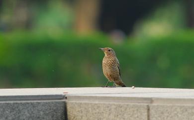 Monticola solitarius pandoo (Sykes, 1832) 藍磯鶇(藍腹亞種)