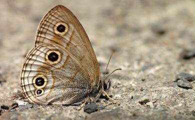 Palaeonympha opalina macrophthalmia Fruhstorfer, 1911 古眼蝶