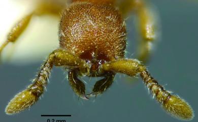 Ooceraea biroi (Forel, 1907) 畢氏粗角蟻