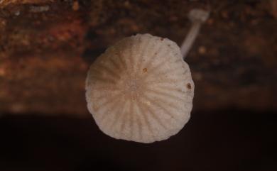 Mycena kentingensis 墾丁小菇