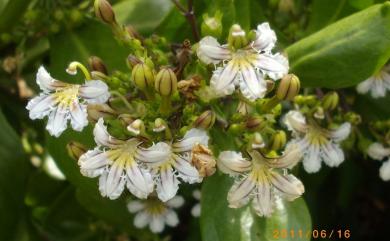 Scaevola taccada (Gaertn.) Roxb. 草海桐