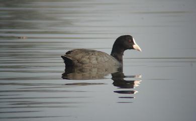 Fulica atra Linnaeus, 1758 白冠雞