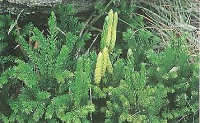 Lycopodium obscurum L. 玉柏