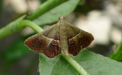 Endotricha consocia (Bulter, 1879) 併脈歧角螟