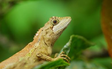 Diploderma swinhonis (Günther, 1864) 斯文豪氏攀蜥