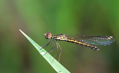 Libellago lineata lineata (Burmester, 1893) 脊紋鼓蟌