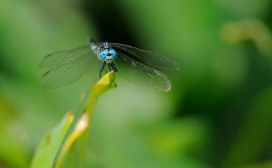 Acisoma panorpoides panorpoides 粗腰蜻蜓