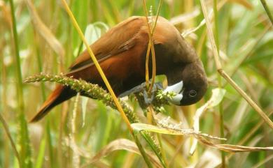 Lonchura atricapilla formosana (Swinhoe, 1865) 黑頭文鳥(台灣原生亞種)