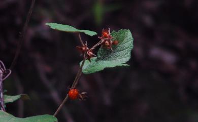 Rubus formosensis Kuntze 臺灣懸鉤子