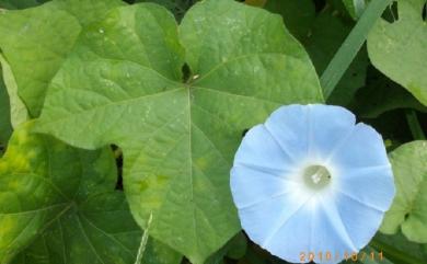 Ipomoea hederacea Jacq. 碗仔花