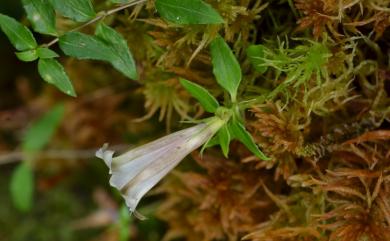 Tripterospermum microphyllum Harry Sm. 小葉雙蝴蝶