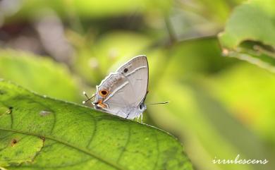 Chrysozephyrus splendidulus Murayama & Shimonoya, 1965 單線翠灰蝶