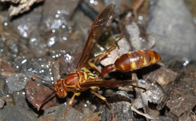 Parapolybia varia varia 變側異腹胡蜂