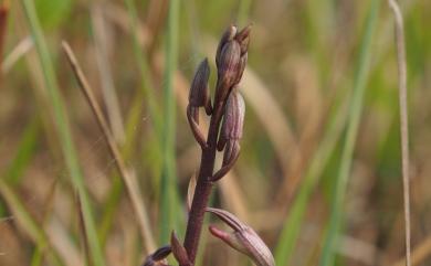 Eulophia dentata Ames 紫芋蘭