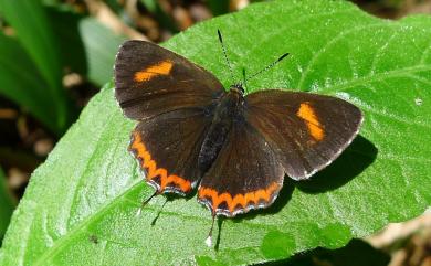 Heliophorus ila matsumurae (Fruhstorfer, 1908) 紫日灰蝶