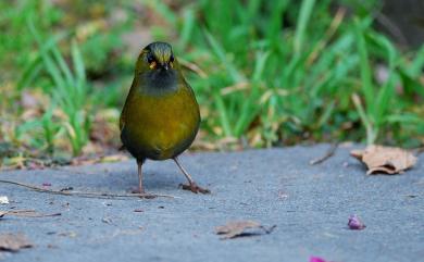 Liocichla steerii Swinhoe, 1877 黃胸藪眉