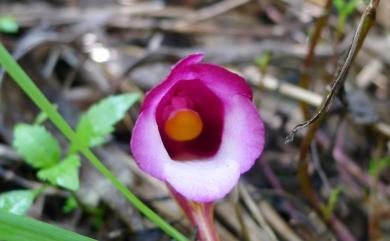 Aeginetia indica 野菰