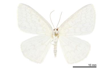 Orthocabera tinagmaria tinagmaria (Guenée, 1857) 波斜帶尺蛾
