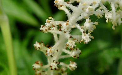 Saururus chinensis (Lour.) Baill. 三白草