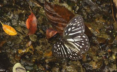 Penthema formosanum Rothschild, 1898 臺灣斑眼蝶