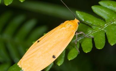 Eilema costipuncta (Leech, 1890)