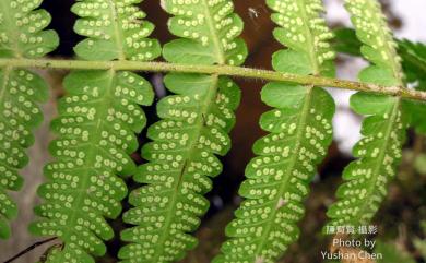 Christella dentata 野小毛蕨