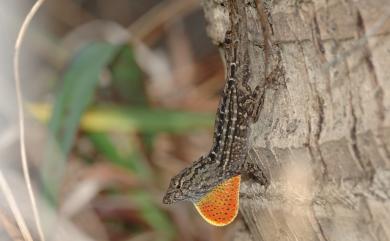 Anolis sagrei Duméril & Bibron, 1837 沙氏變色蜥