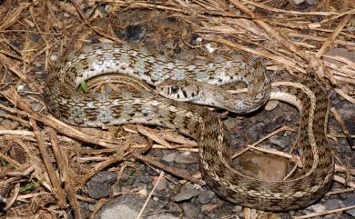 Amphiesma stolatum Linnaeus, 1758 花浪蛇