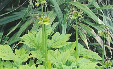 Tacca leontopetaloides (L.) Kuntze 蒟蒻薯