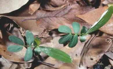 Acacia confusa 相思樹