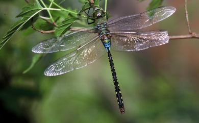 Anax guttatus (Burmeister, 1839) 烏點晏蜓