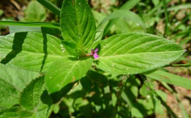 Cuphea carthagenensis (Jacq.) J.F.Macbr. 克非亞草