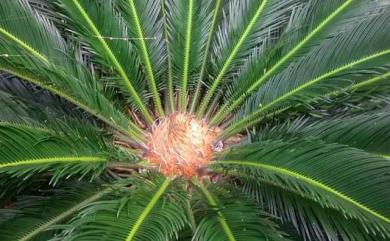 Cycas revoluta Thunb. 蘇鐵