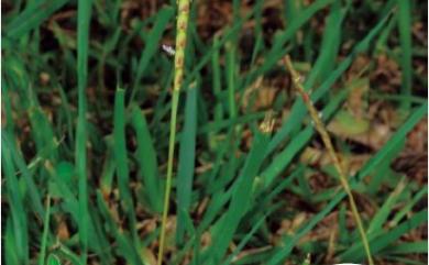 Eremochloa ciliaris (L.) Merr. 蜈蚣草