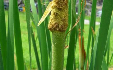 Typha orientalis 香蒲