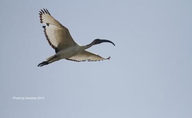 Threskiornis aethiopicus aethiopicus (Latham, 1790) 埃及聖䴉