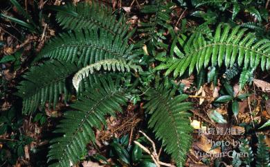 Polystichum parvipinnulum 尖葉耳蕨