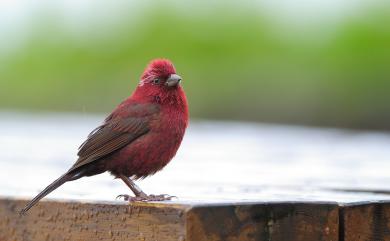 Carpodacus formosanus Ogilvie-Grant, 1911 臺灣朱雀