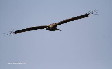 Milvus migrans formosanus Kuroda, 1920 黑鳶