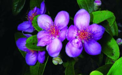 Rhodomyrtus tomentosa 桃金孃